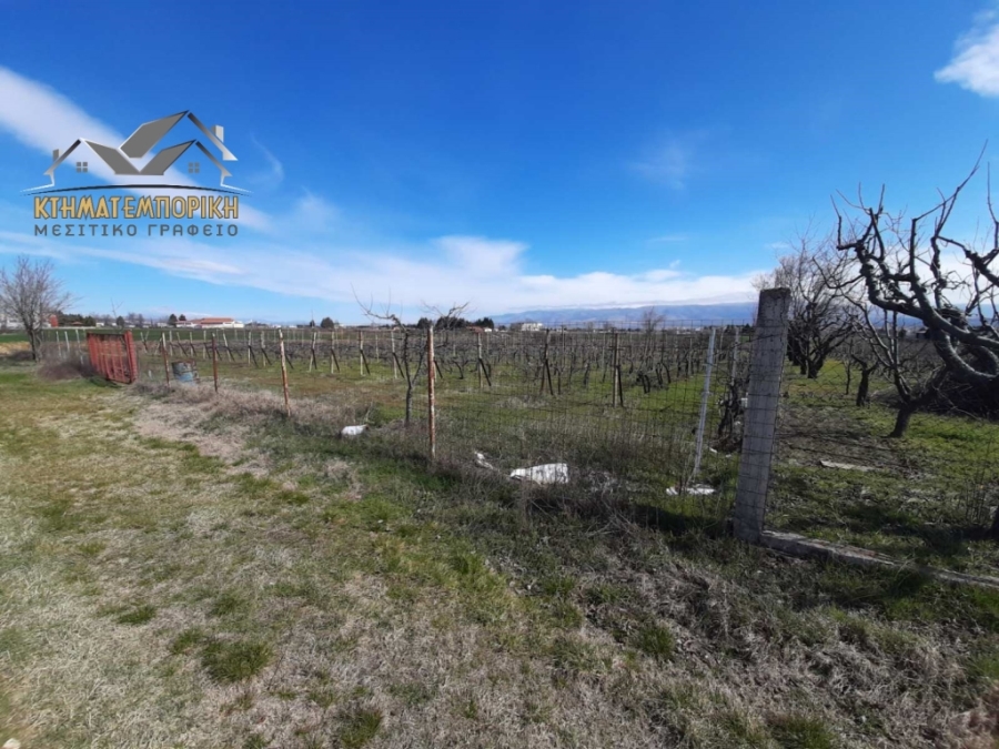 (For Sale) Land Agricultural Land  || Kozani/Ptolemaida - 1.981 Sq.m, 12.000€ 